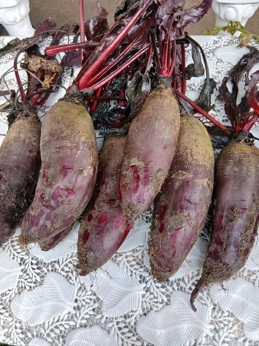 Sfecla rosie...rosie