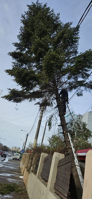Toaletare copaci cu alpinisti