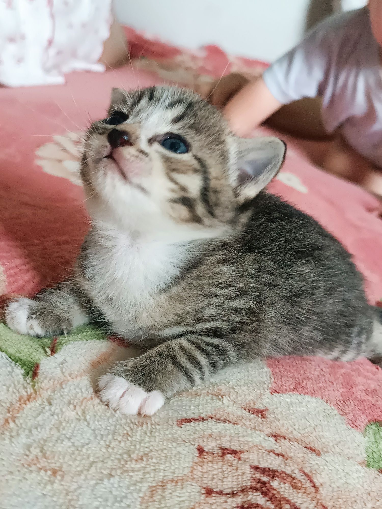 Продам котят британцев