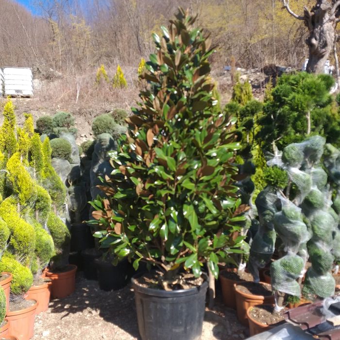 Magnolia grandiflora cycas