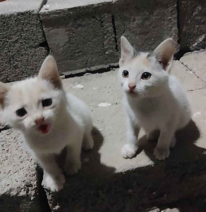 Мушукчалар йахши инсонларга берилади