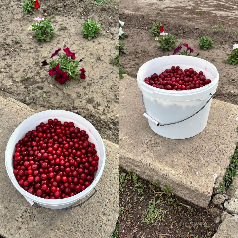 Продаётся вишня крупная из сада