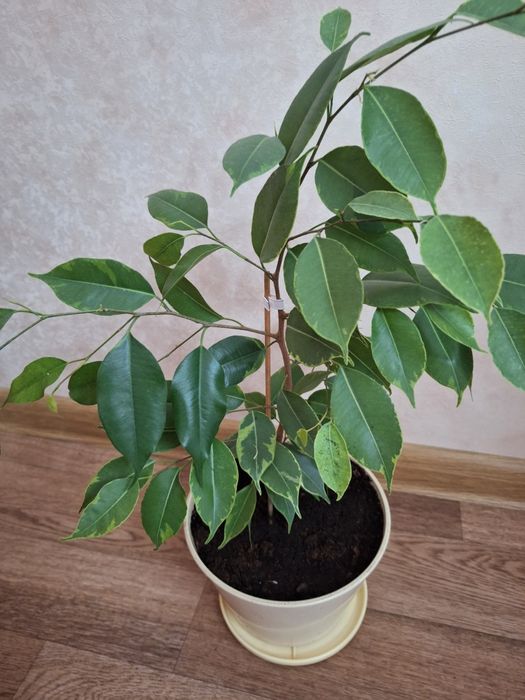 Фикус бенджамина