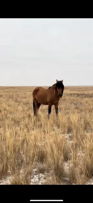 Продам жеребец айгыр