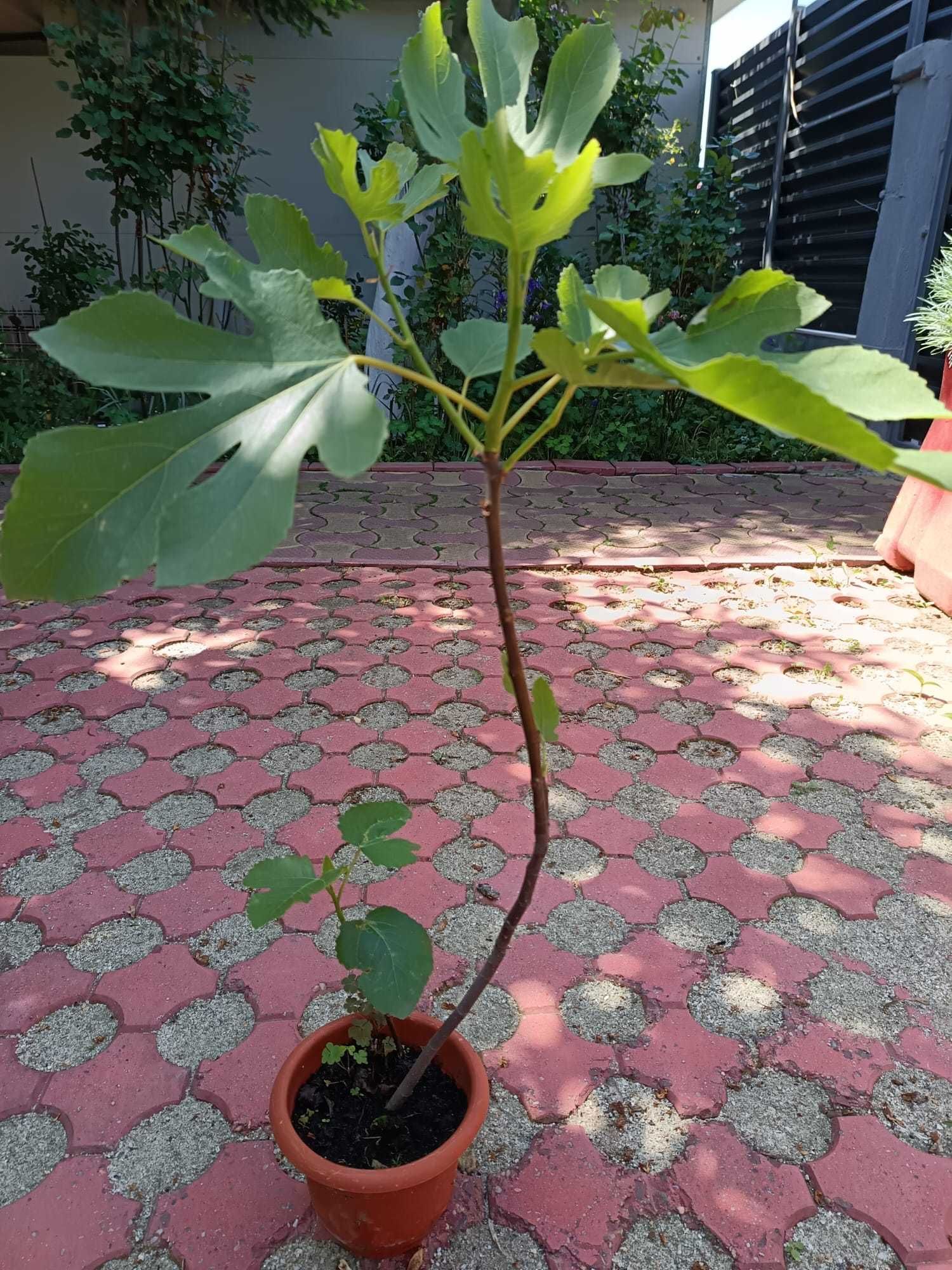 Smochini si Arbori de Matase