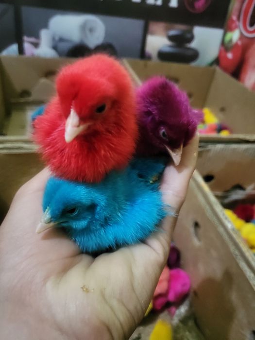 Har hill bor tel doimo yoniq.