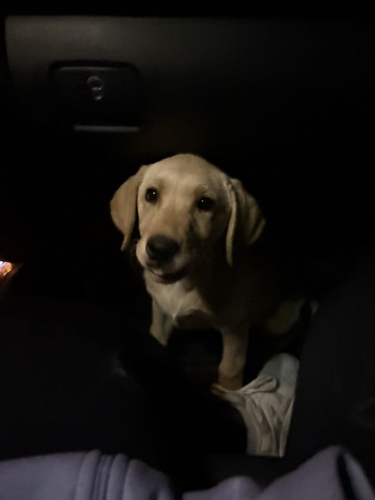 Голдън Ретривър