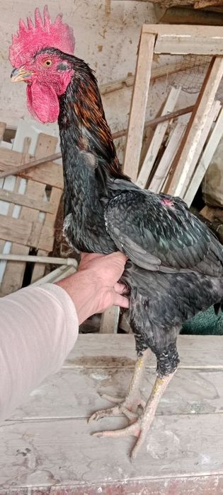 Sholpan xo'rozlari sotiladi Kelesda