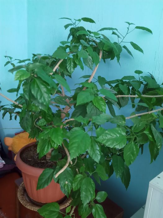 Цветы  на продажу, разные