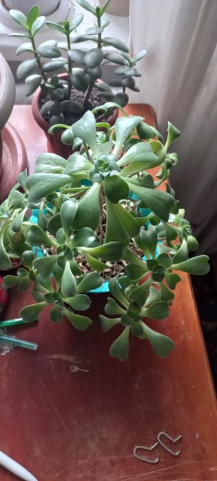 Продам Цветок комнатный