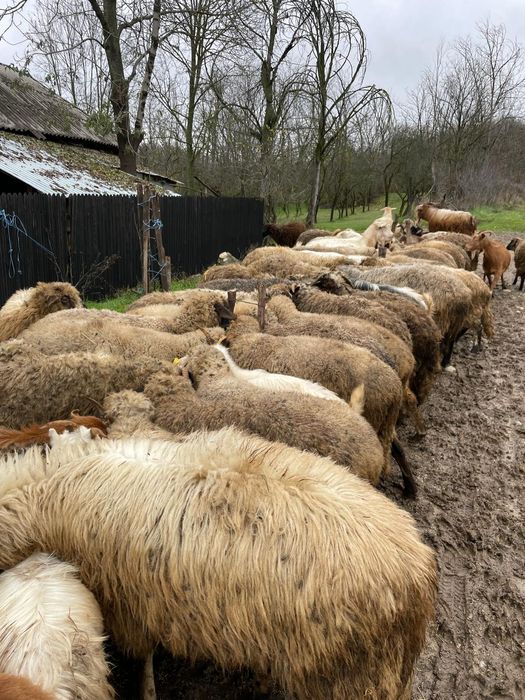 De vânzare oi și capre !