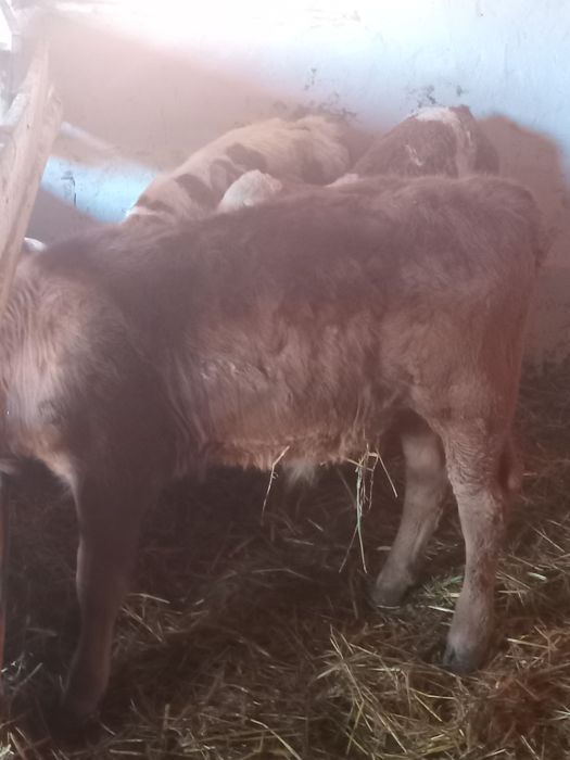 Vand 13 tauras intaracate la 3/ 4 luni