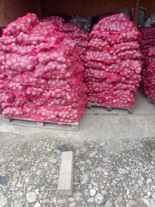 Cartofi de consum, cartofi samanta pentru animale