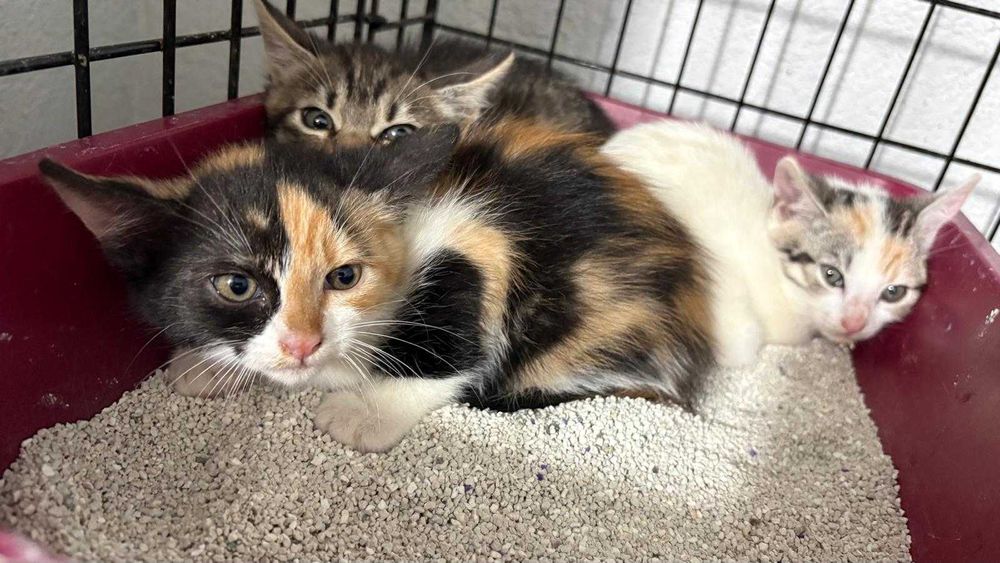 Pui de 5-6 saptamani pentru adoptie