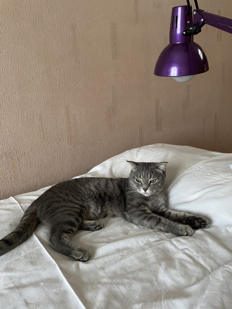 Отдам в хорошие руки британка скотишфолд