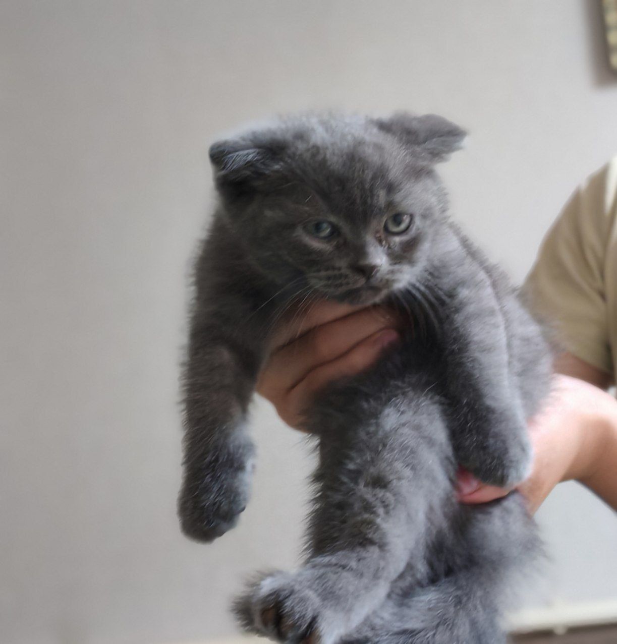 Продаются шотландские котята