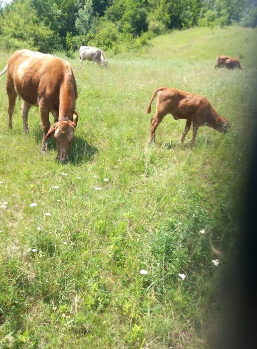 Vaca cu vitel  2 ani