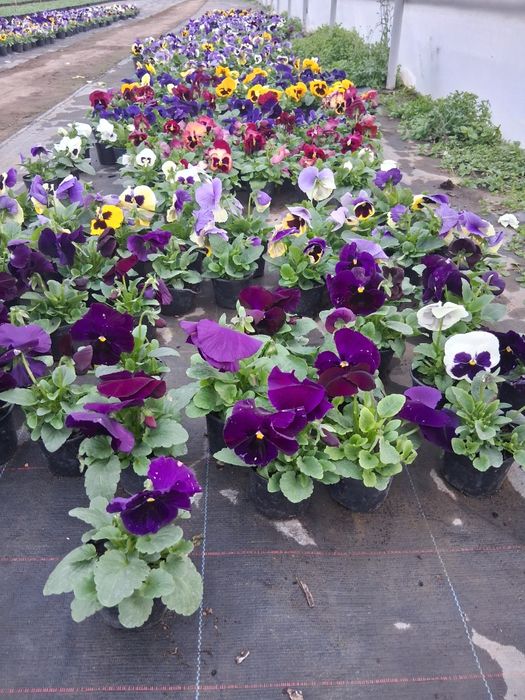 Panselute cu floare mare .