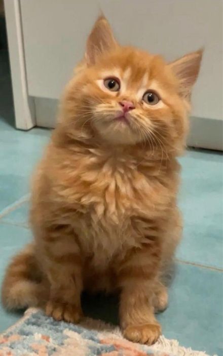 Siberiana de padure orange femelă