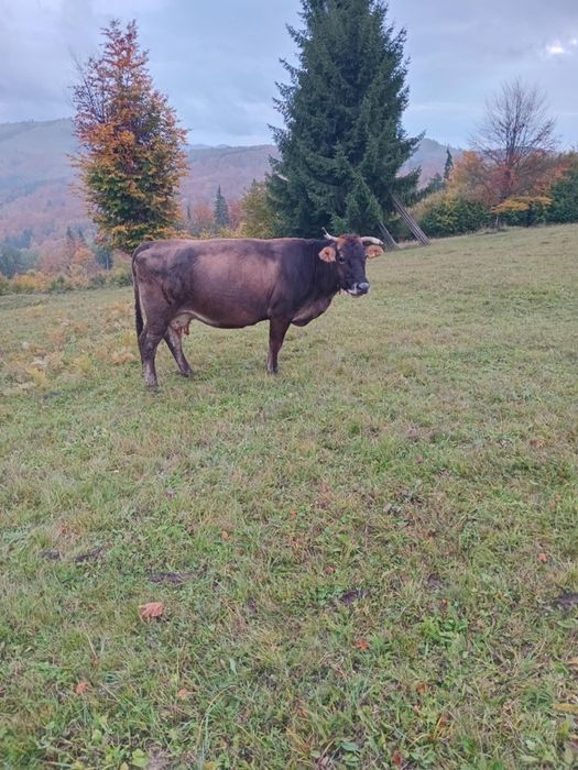 Vând vacă bună de lapte