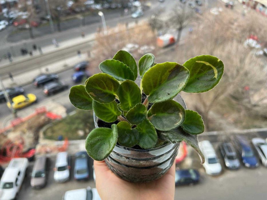 Violete de Parma batuta - „Violeta africana” - Saintpaulia