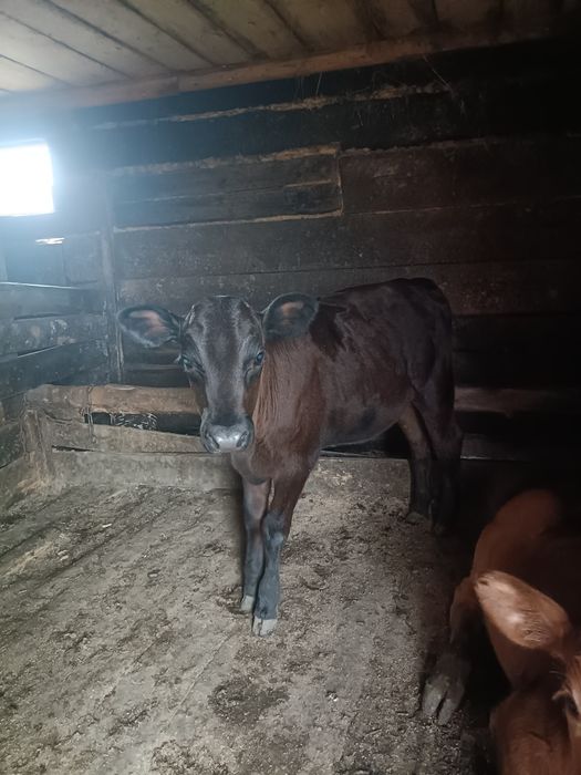 Продам телёнка!!!