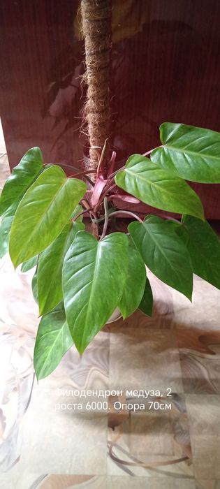 Продам комнатные цветы