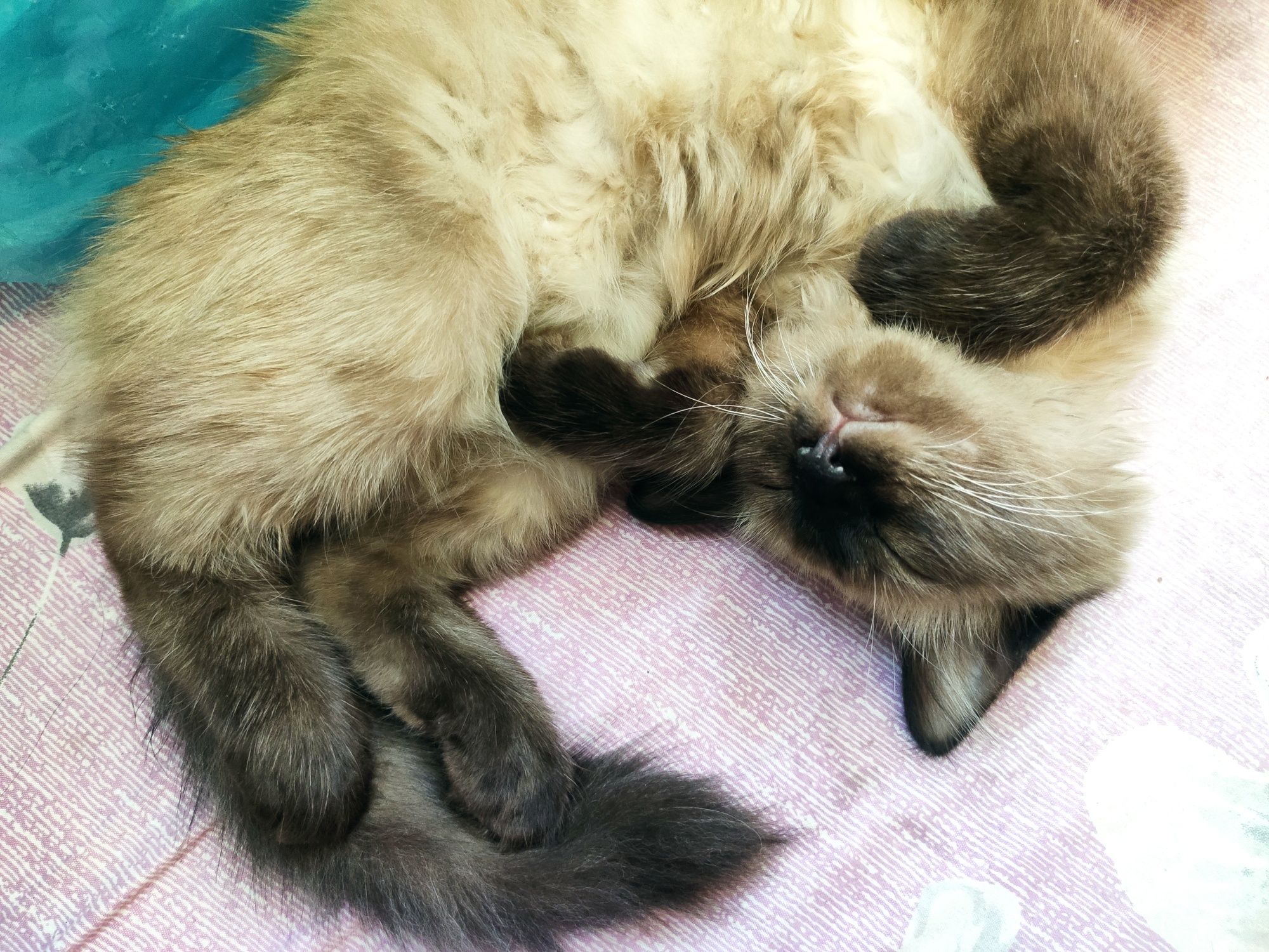 Сиамский котёнок мальчик 1.5 месяца