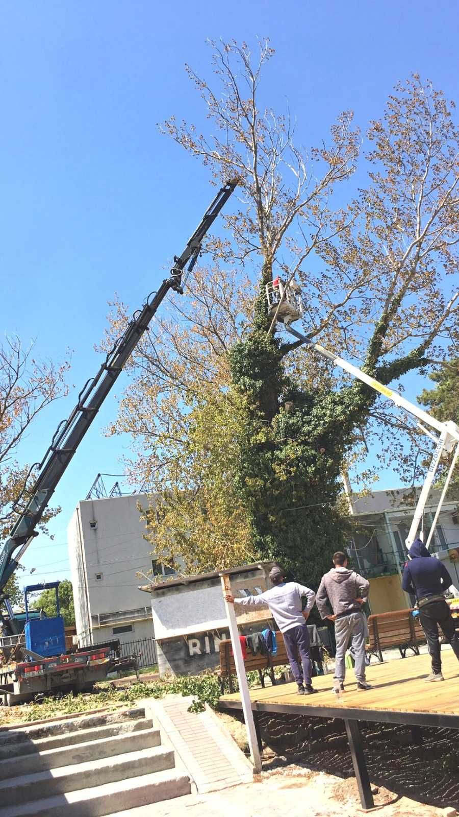 Toaletare copaci folosind Nacela PRB si Camion cu macara