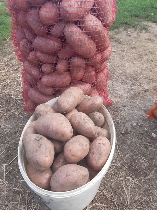 Cartofi consum rosii si albi