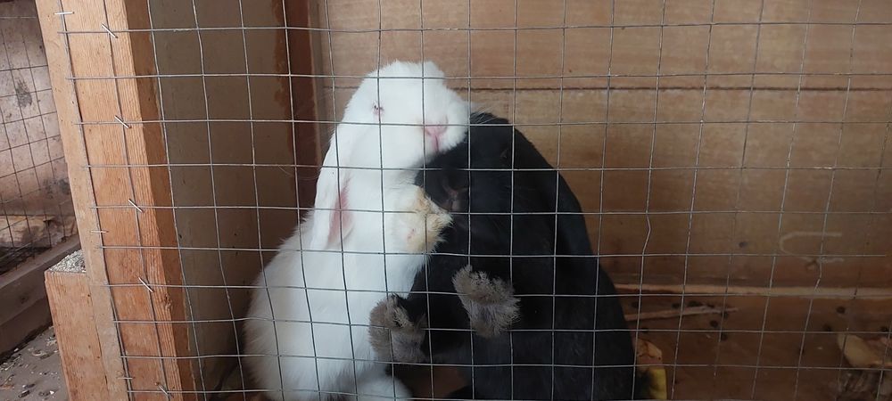 Карликовые кролики готовые