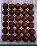 Vand oua Marans incubator rasa pura