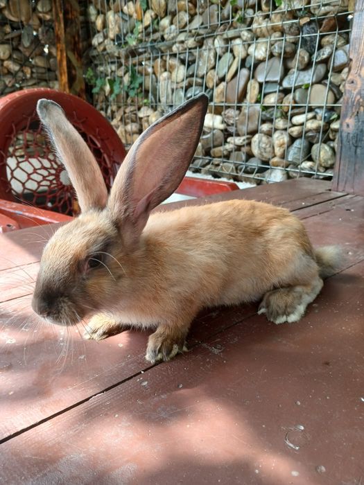 Vând iepuri de 3 luni,   am 10 bucăți !!