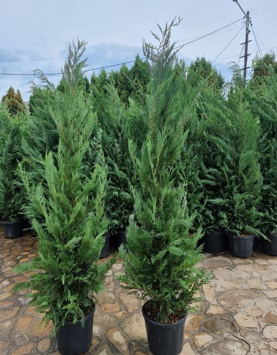 Leylandii ( cupressocyparis) - gard viu Leylandii