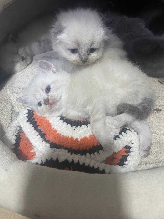 шотландские котята