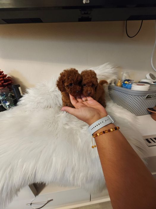 Той пудел/ toy poodle