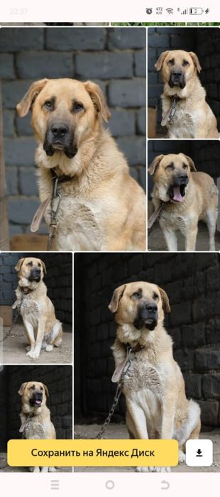 Собачки ЖдУт ЛюБяЩих ХоЗяев