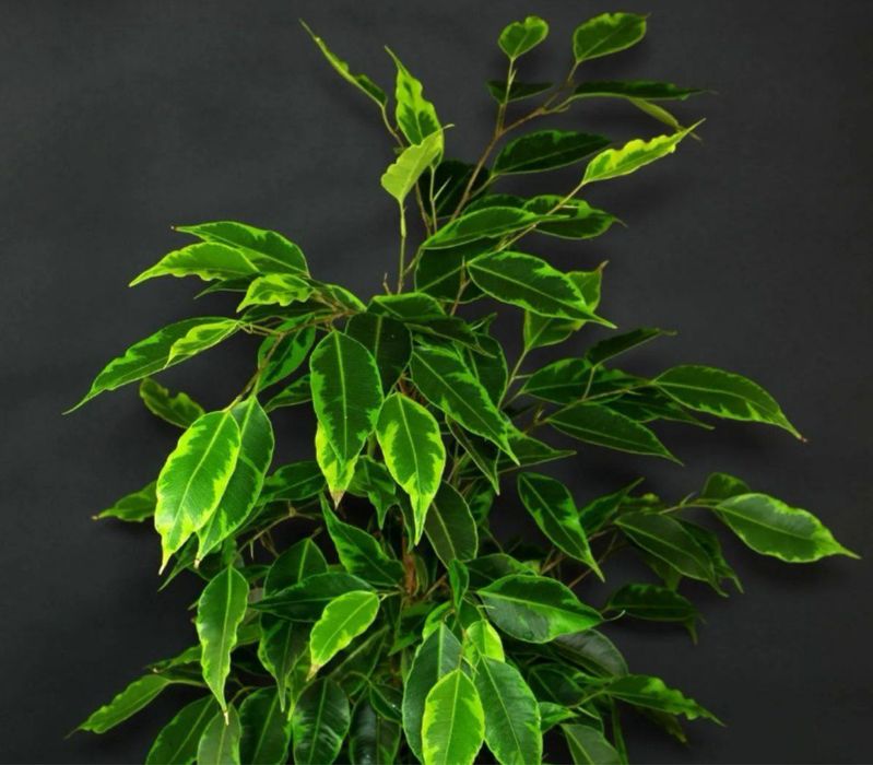 Фикус Бенджамина Анастасия