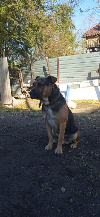 Продам собаку, верный  пёс, продаю в связи с переездом.