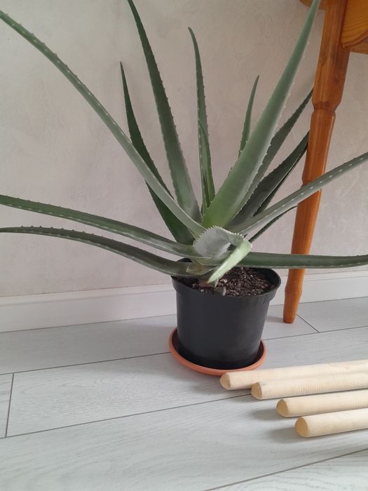 Алое вера, лист на срез 700 тенге