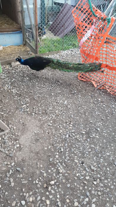 Pauni Uneri Negri; Pauni Standard; Pauni Arlechin