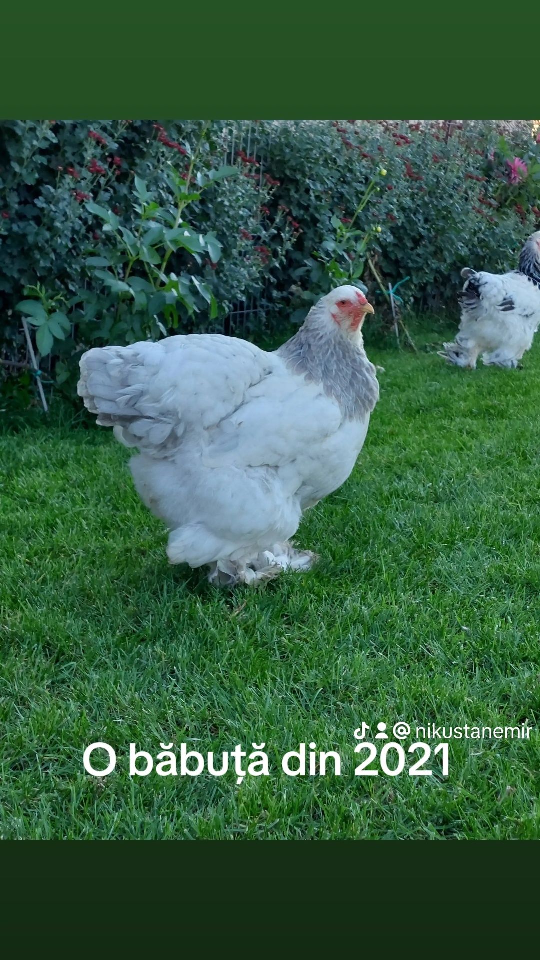 Oua de incubat,  pui mici de rasă,  gaini și cocoși  Brahma , Cochin