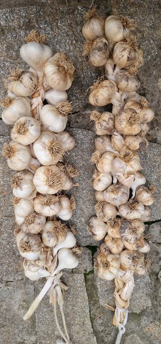 Български чесън плетен на венец