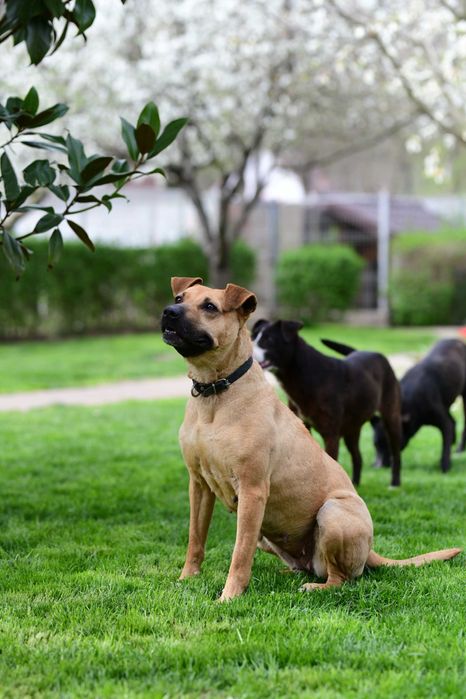 Cățelușă spre adopție