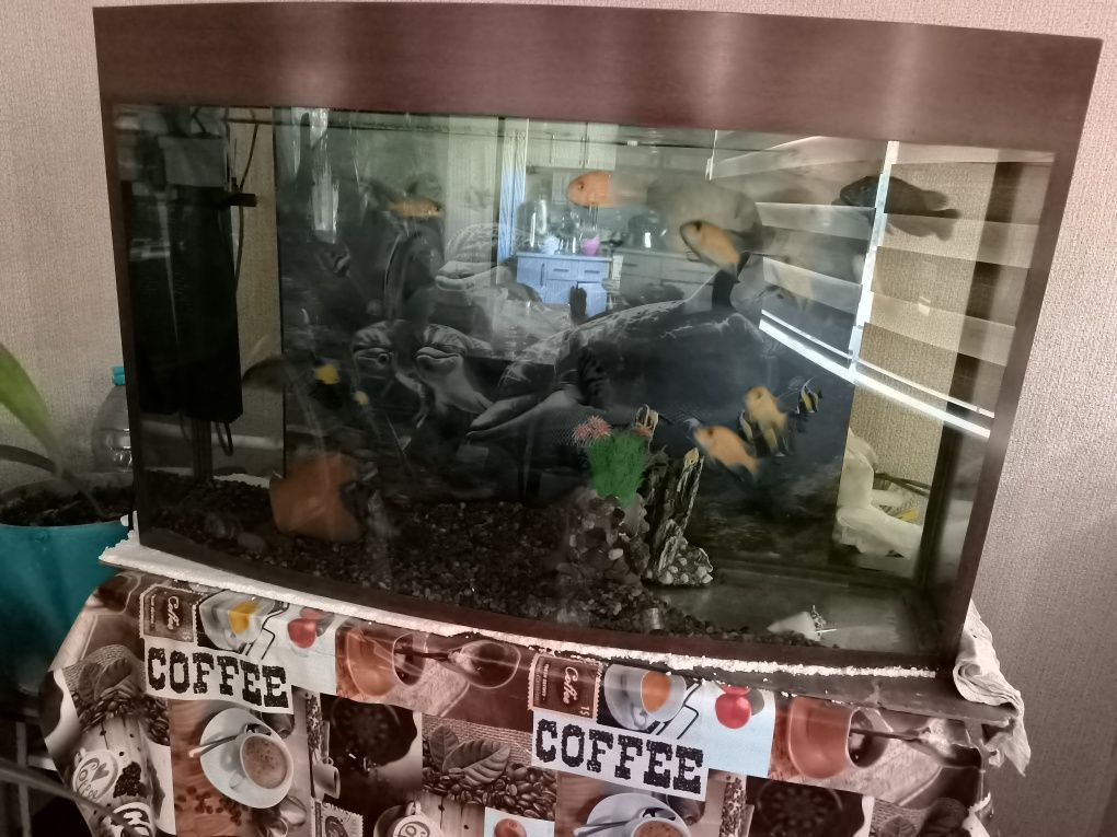 Akvarium komplekt baliqlari bilan sotiladi