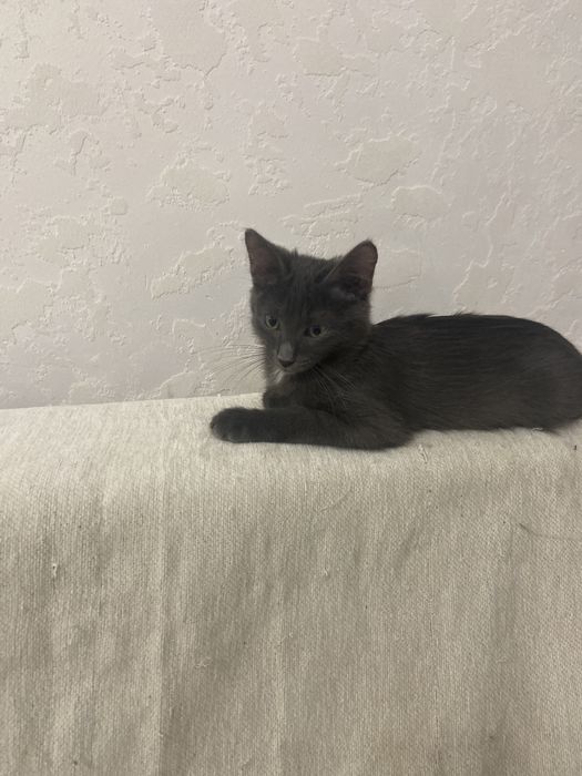 Отдам в добрые руки котегка девочку