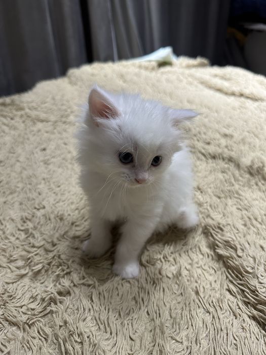 Продам ангорского котенка