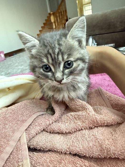 отдам котят в добрые руки