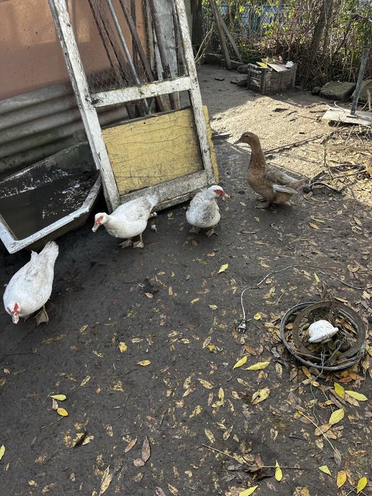 Vand urgent rate mute si macanitoare