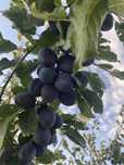 Vand prune de masa soiul Stanley calitatea I
